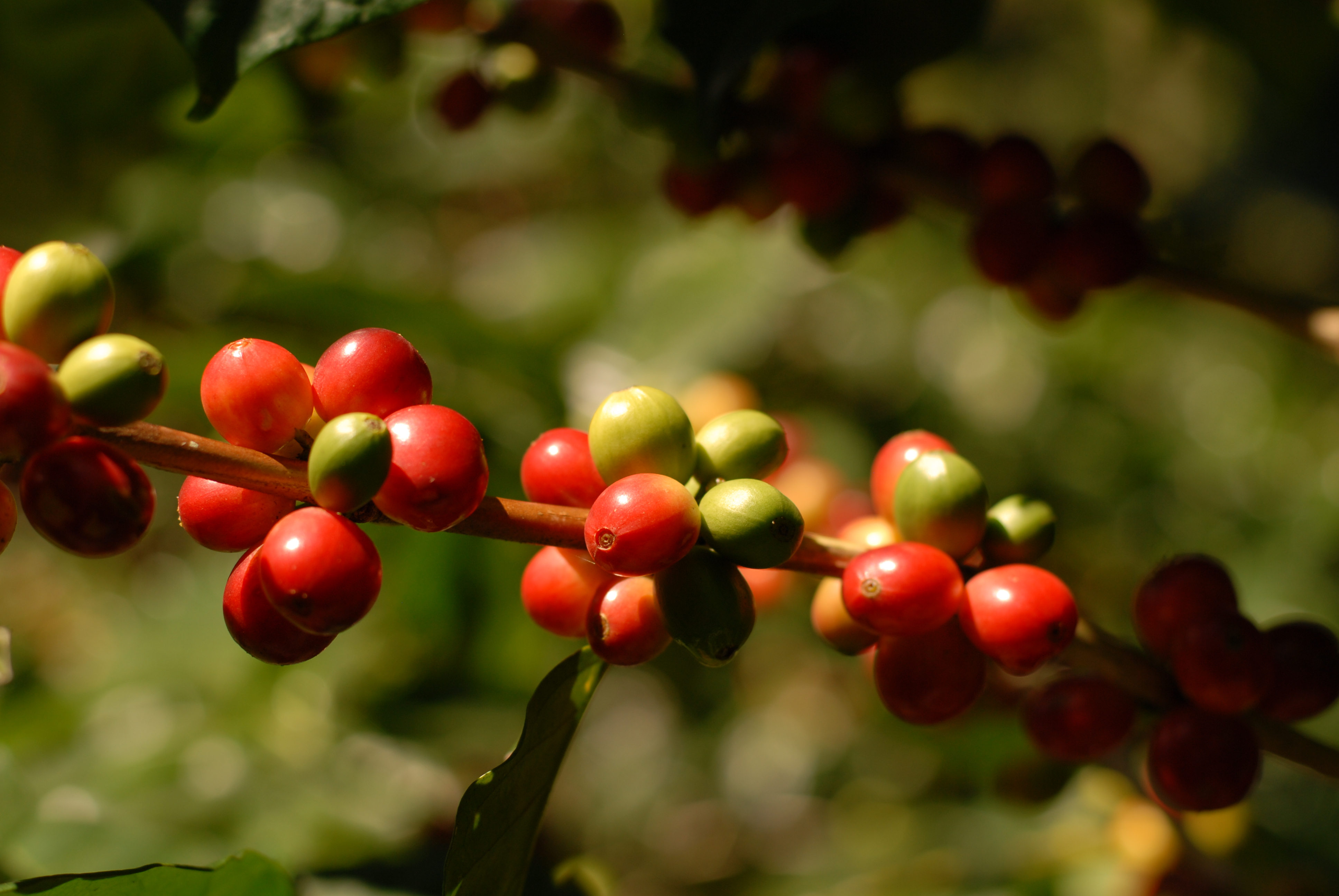 Třešně kávovníků dozrávají postupně