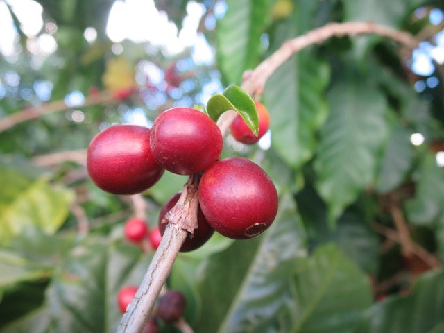 Kávovníkové třešně Brazil