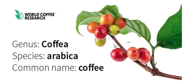 World Coffee Research 